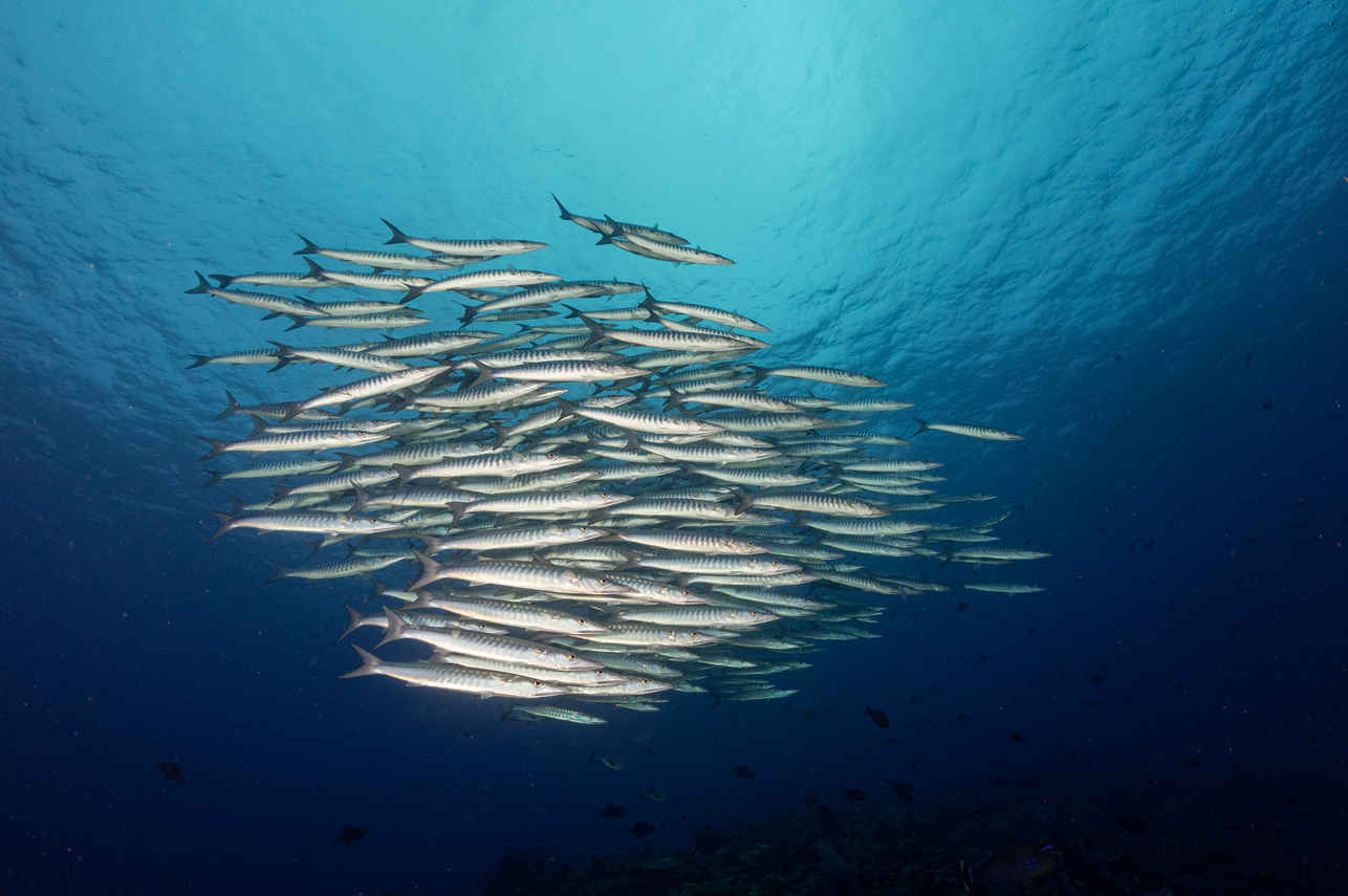 Vita marina - Wellenreng