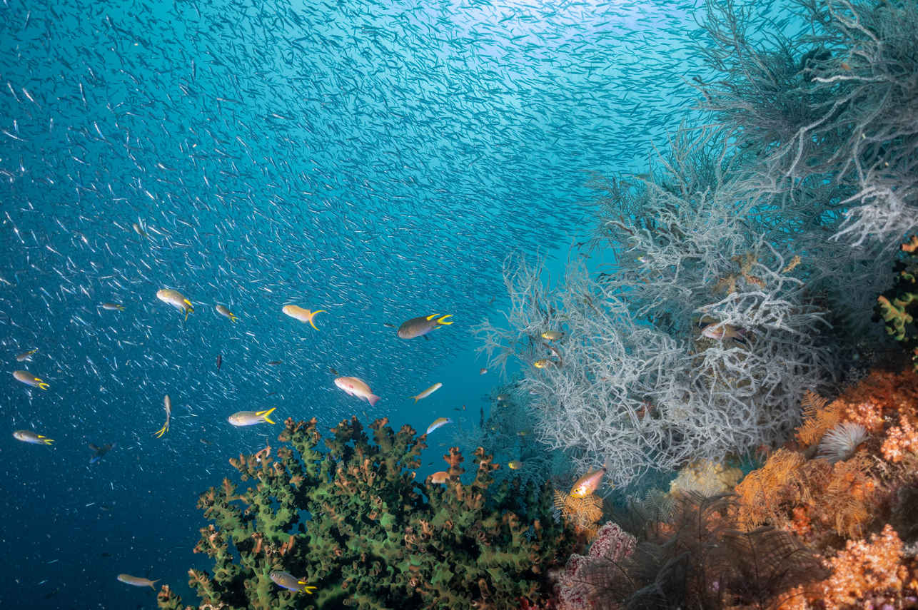 Vita marina - Wellenreng