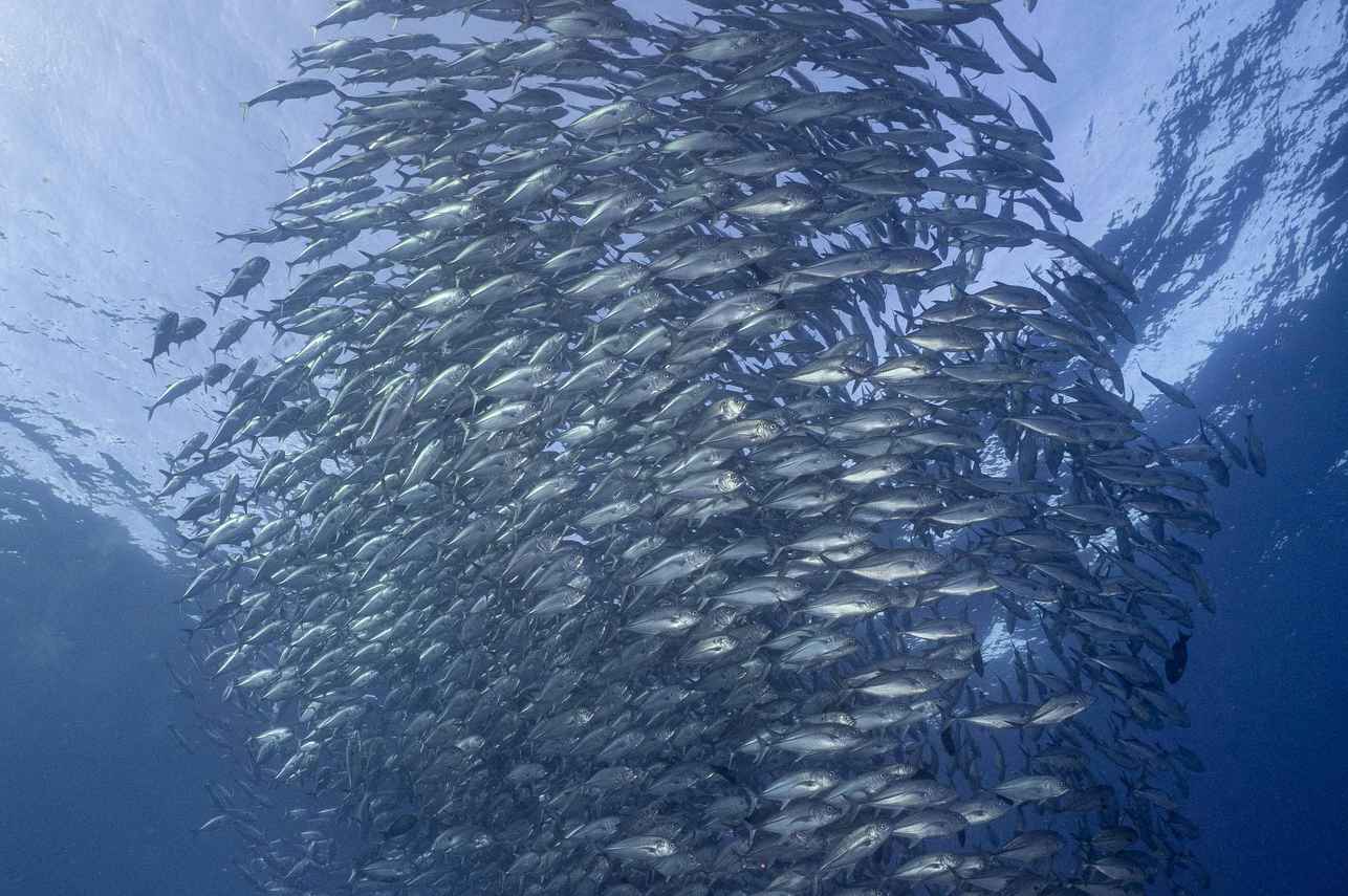 Vita marina - Wellenreng