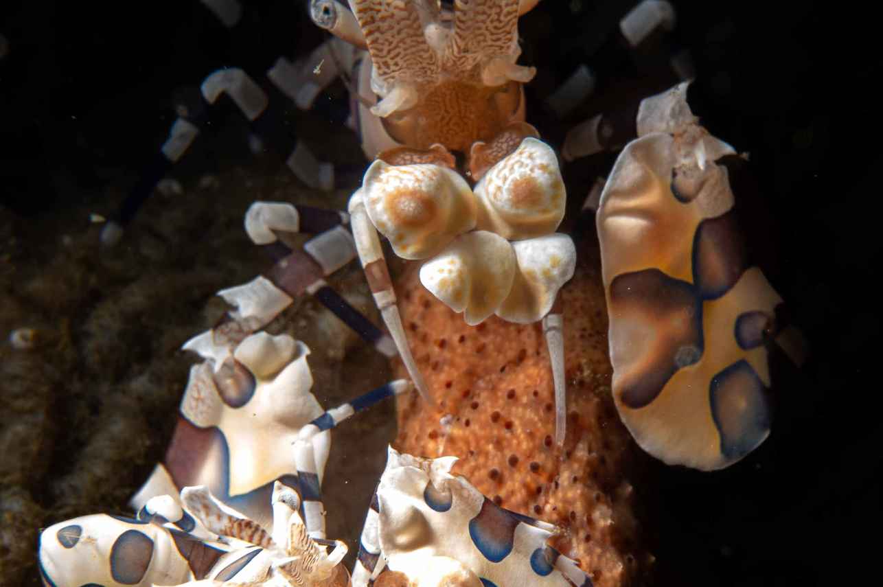 Vita marina - Wellenreng