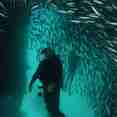 Diving