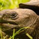 Giant Tortoise - Calipso