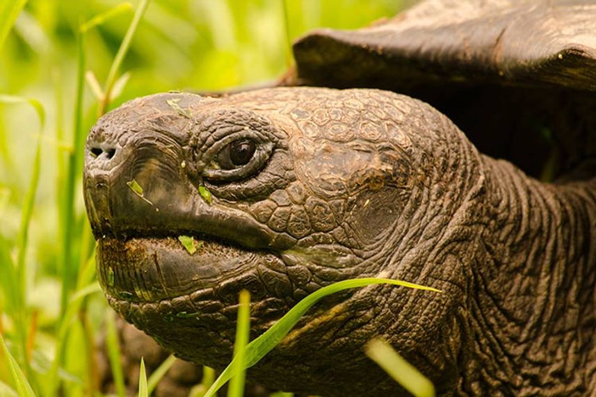 Reuzenschildpad - Calipso