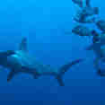 Marine Life - Calipso