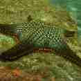 Marine Life - Calipso