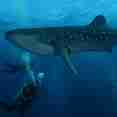 Shark - Calipso