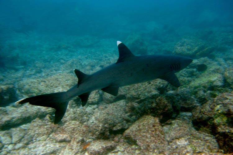 Shark - Calipso