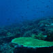 Коралловый риф - Queenesia