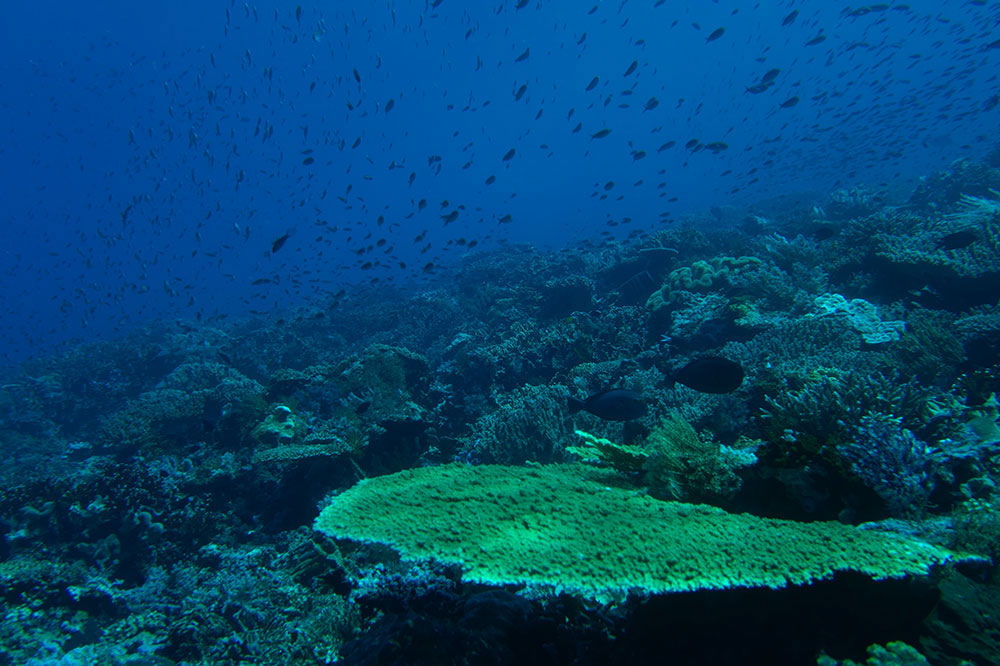 Recife de Coral - Queenesia