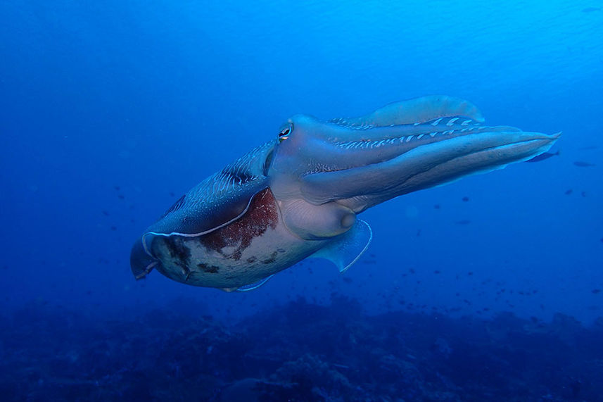 Raia Manta - Queenesia