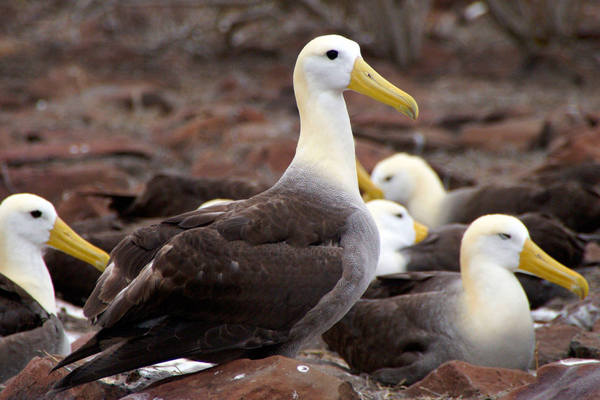 Espanola - Galapagos