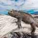 Iguana in Santiago - Galapagos