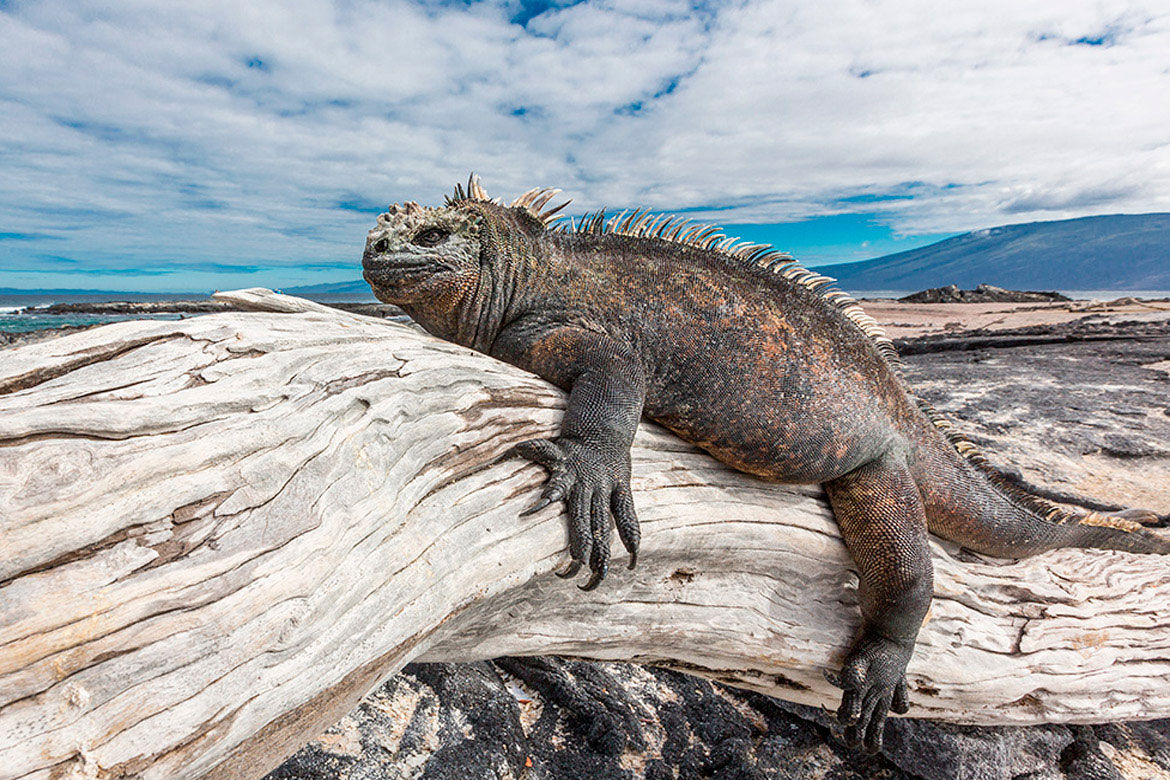 Iguana in Santiago - Galapagos