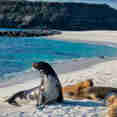 Mosquera - Galapagos
