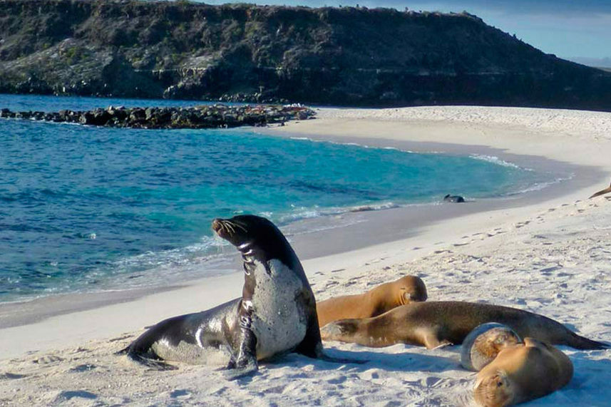 Mosquera - Galapagos