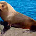 Santiago - Galapagos