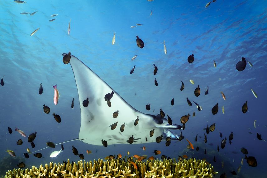 Marine Life - Sokaraja