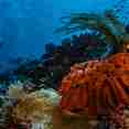 Marine Life - Sokaraja