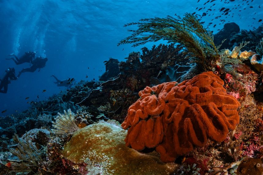 Marine Life - Sokaraja