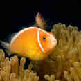 Anemone Fish