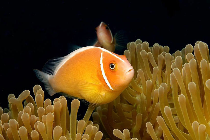 Anemone Fish
