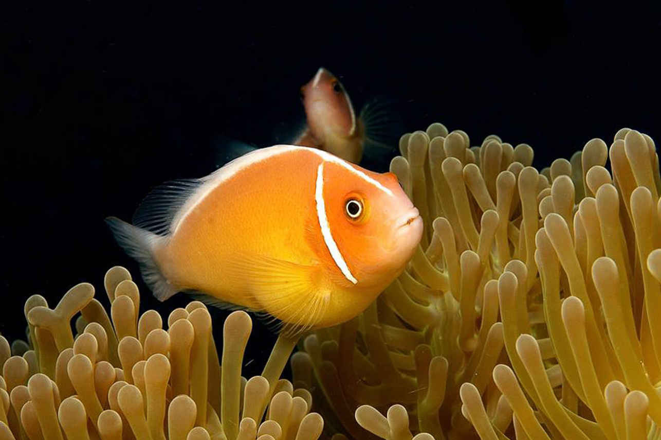 Anemone Fish