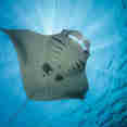 #manta - Arumi