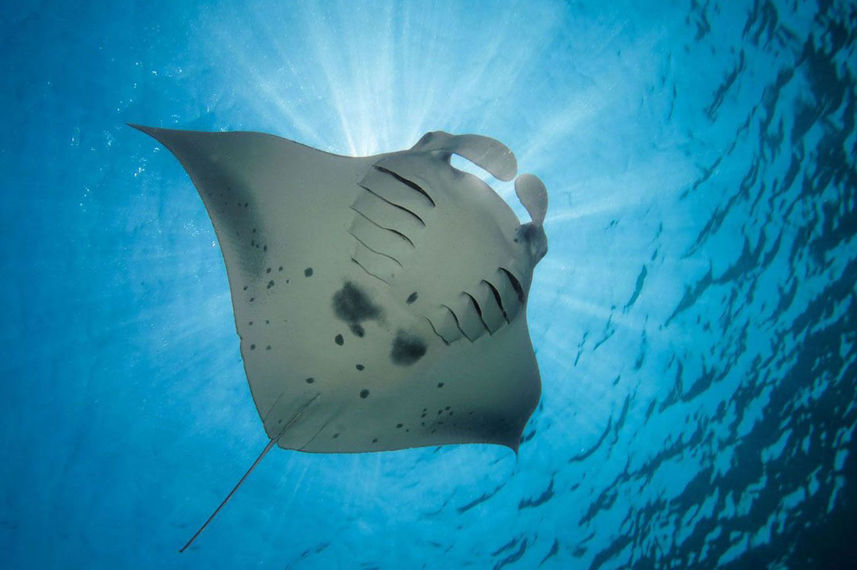 #manta - Arumi