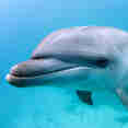 Curious Dolphin