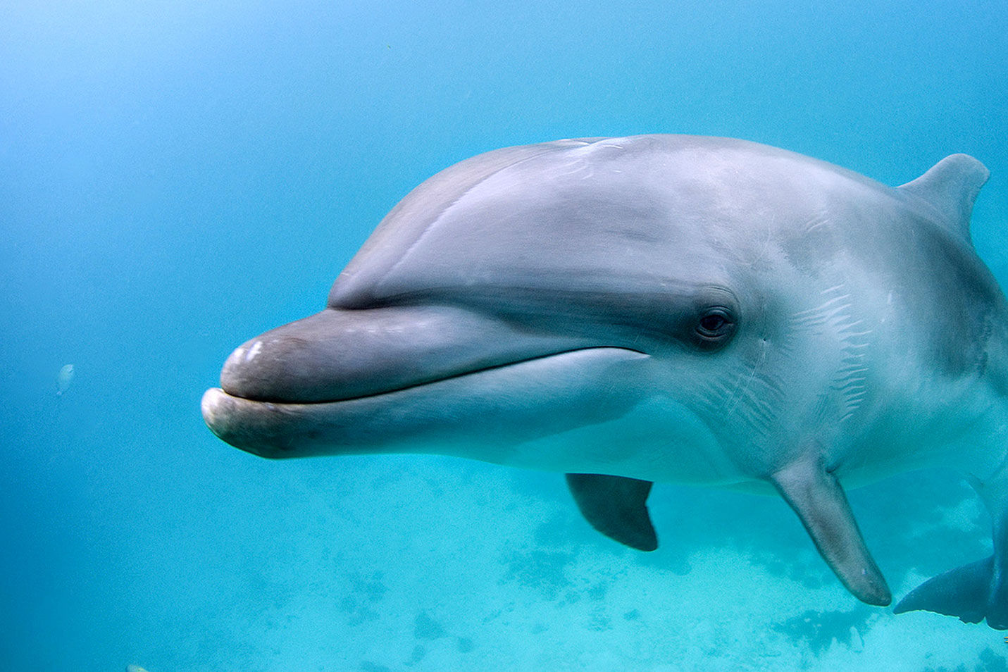 Curious Dolphin