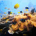 Coral Reef