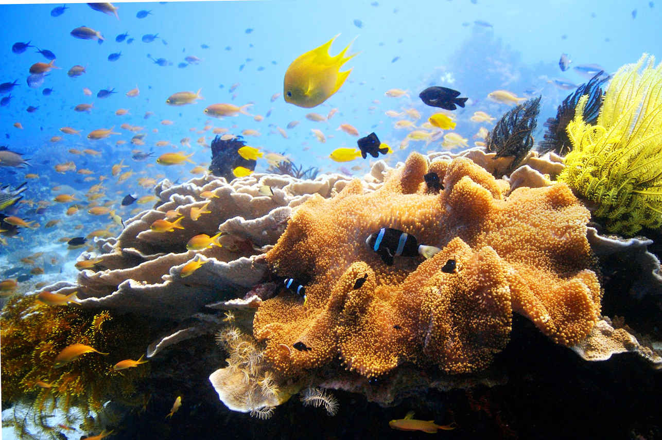 Coral Reef