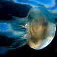Jelly Fish