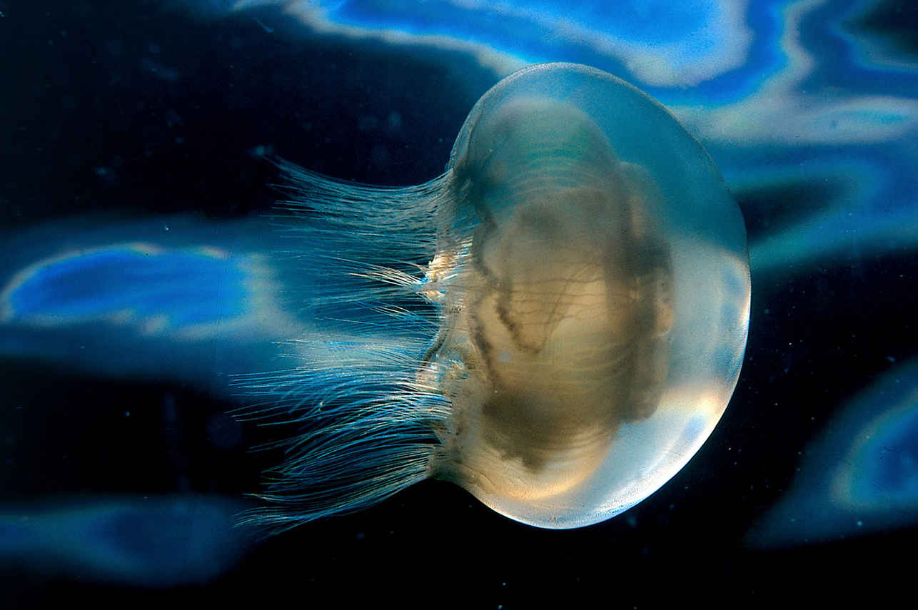 Jelly Fish