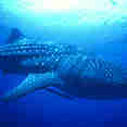 Whale Shark