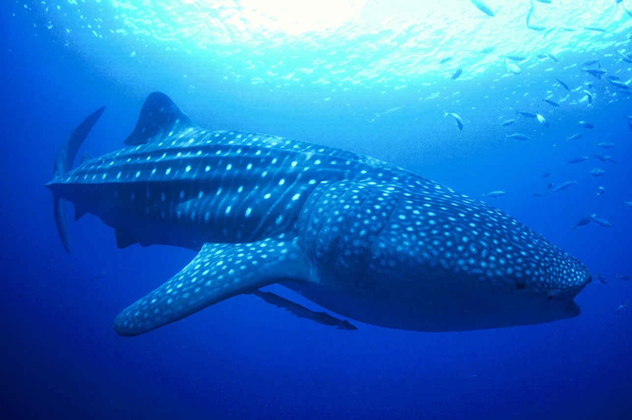 Whale Shark