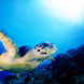 Sea Turtle, Apo Reef