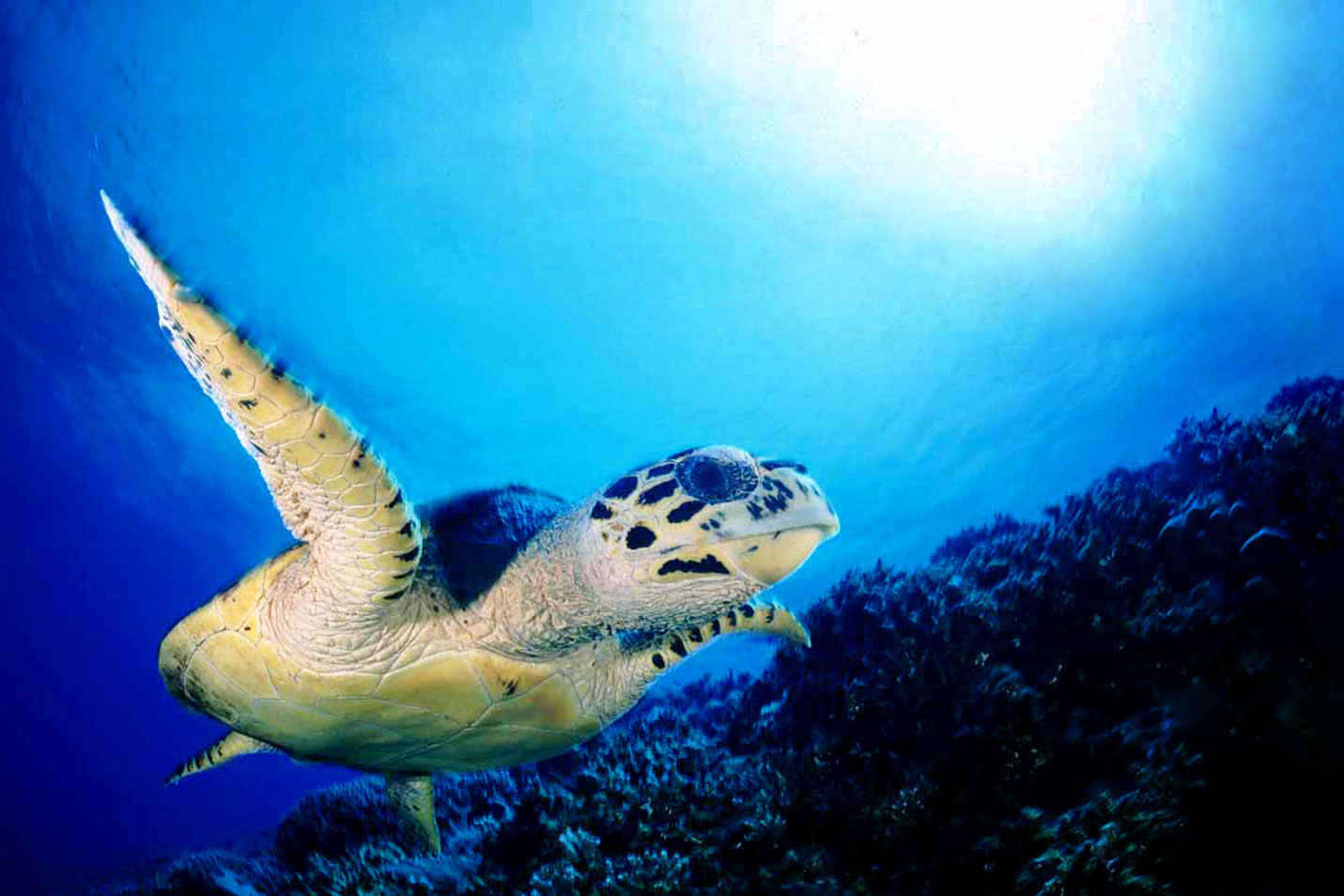 Sea Turtle, Apo Reef