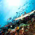 Grey Reef Shark