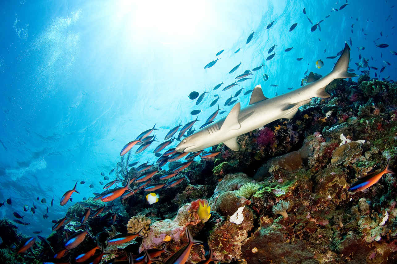 Grey Reef Shark