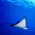 Eagle Ray