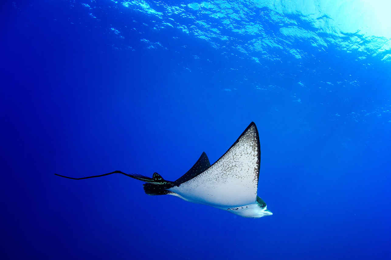 Eagle Ray
