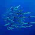 School of Soldier Fish