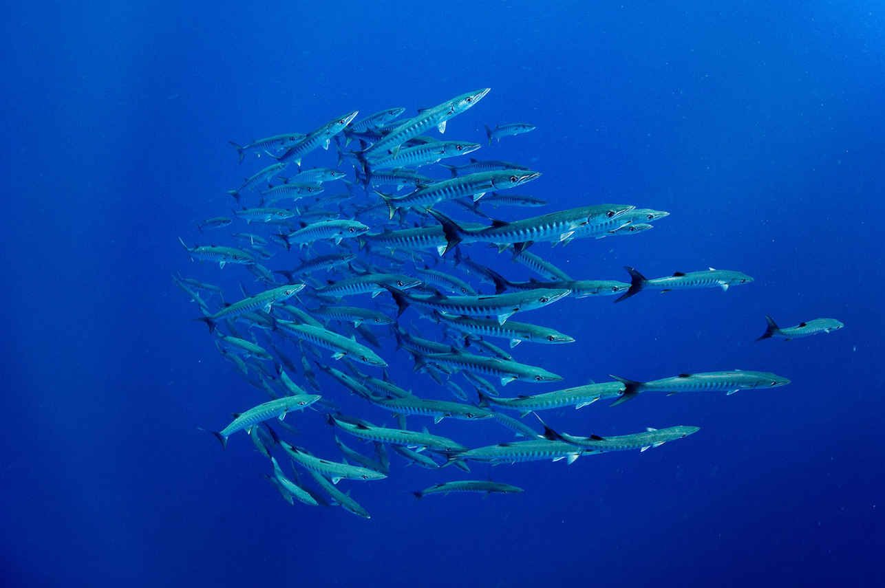 School of Soldier Fish