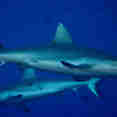 Whitetip Reef Sharks