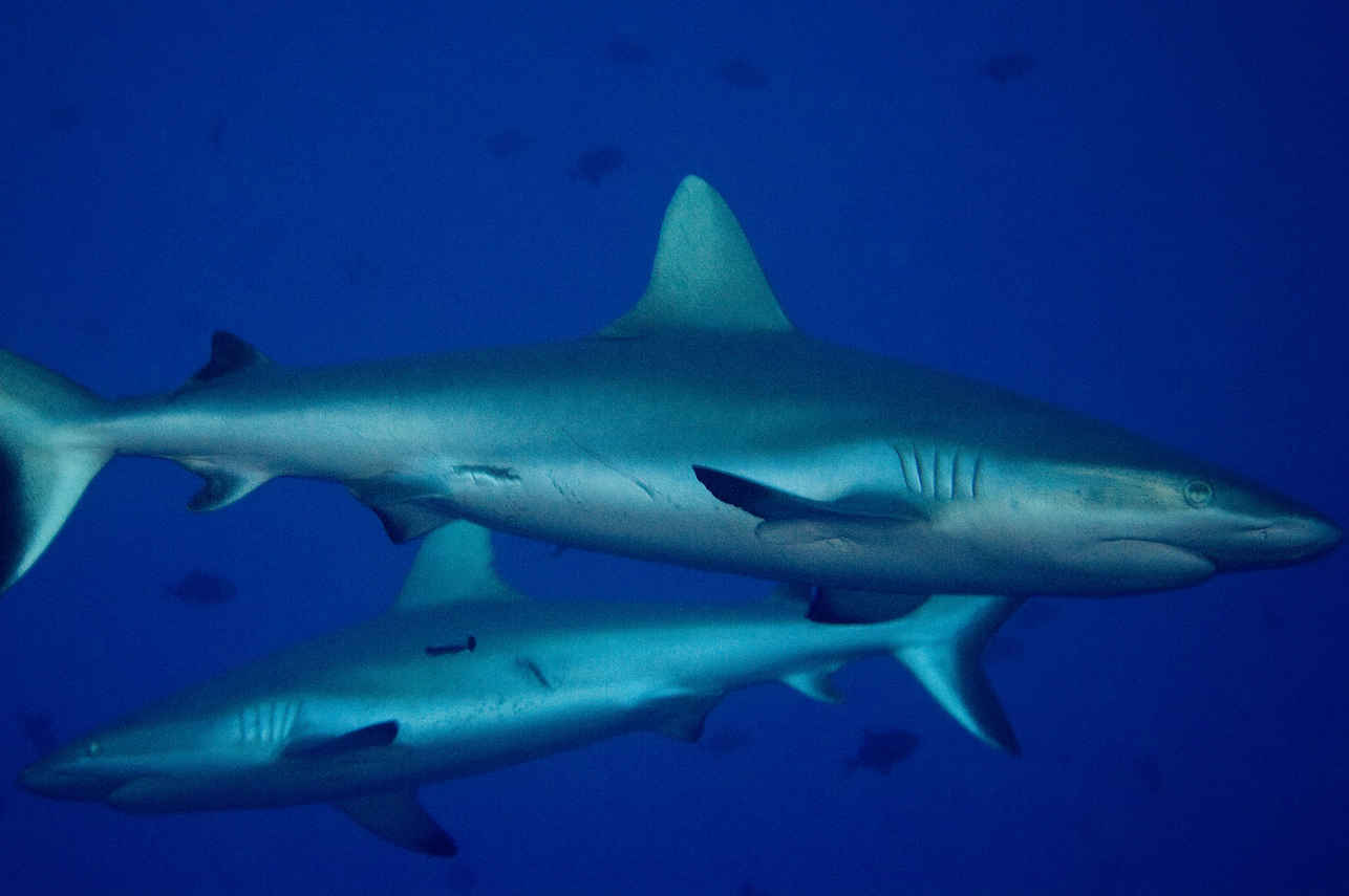 Whitetip Reef Sharks