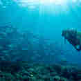 Rays of lights, Apo Reefs