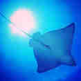 Eagle Rays, Tubbataha Reefs