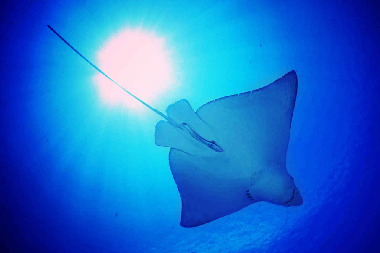 Eagle Rays, Tubbataha Reefs