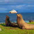 Sealions - Elite